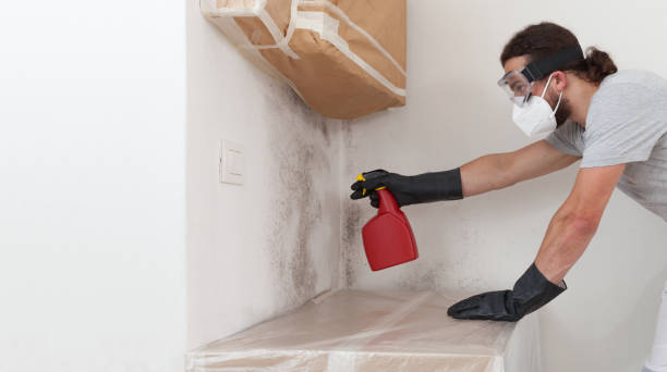 Professional Basement Mold Remediation technician working in Kingston, WA