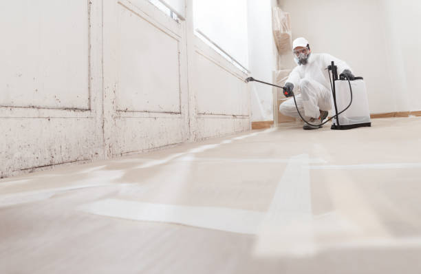 24/7 Emergency Basement Mold Remediation experts in Kingston, WA